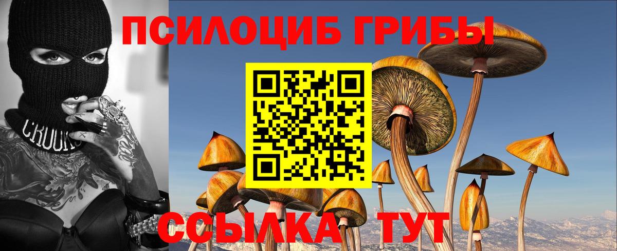 Псилоцибиновые грибы прущие грибы Сосновый Бор